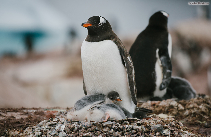 Antarctic_2020_11_Abenteuer und Wildtiere